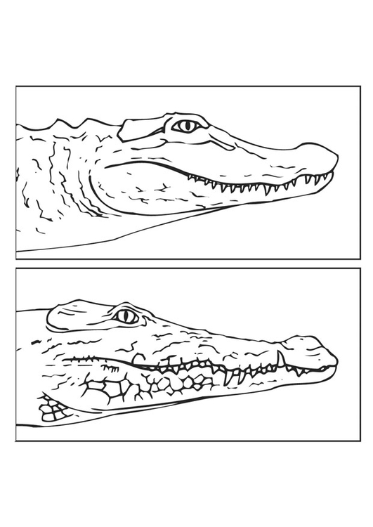 Disegno da colorare alligatore e coccodrillo