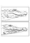 Disegni da colorare alligatore e coccodrillo