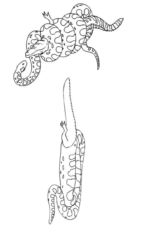 anaconda mangia caimano
