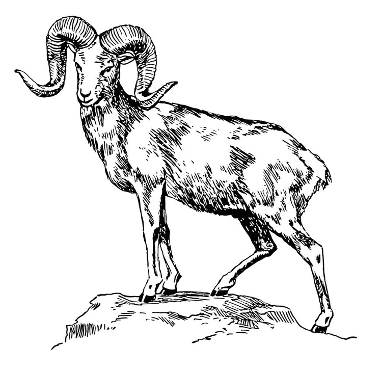 Disegno da colorare ArgalÃ¬ - capra della montagna