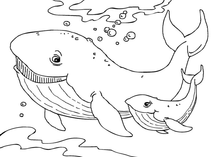 Disegno da colorare balene