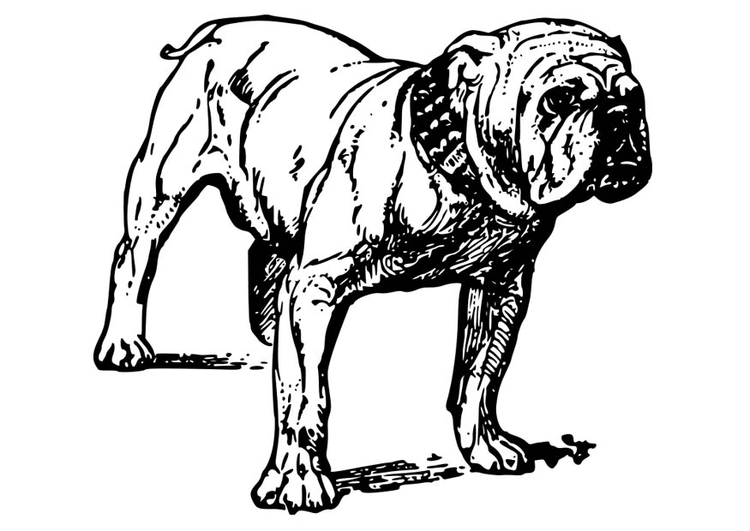 Disegno da colorare cane - bulldog