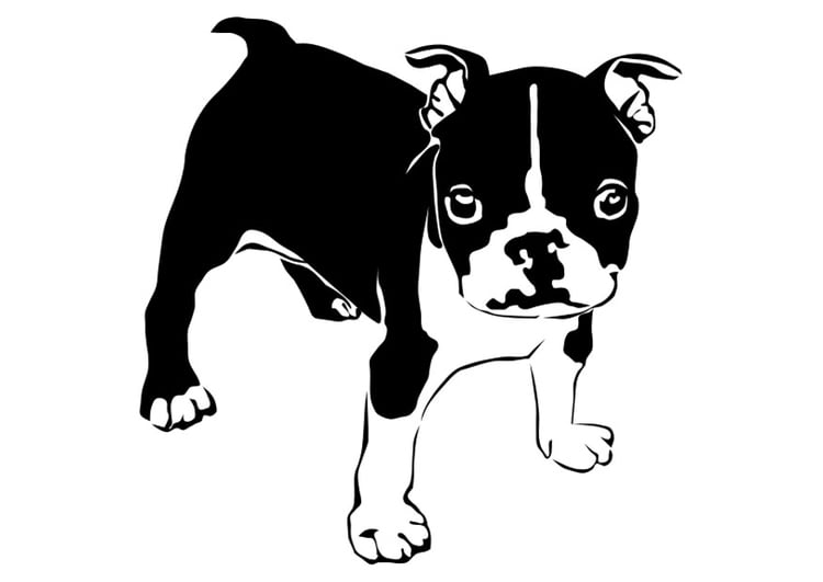 Disegno da colorare cane - bulldog francese