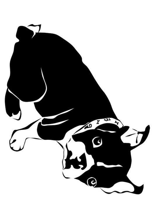 cane - bulldog francese