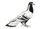 Disegni da colorare colomba - colomba viaggiatrice