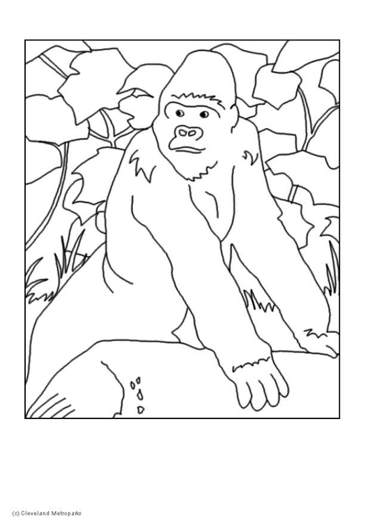 Disegno da colorare gorilla