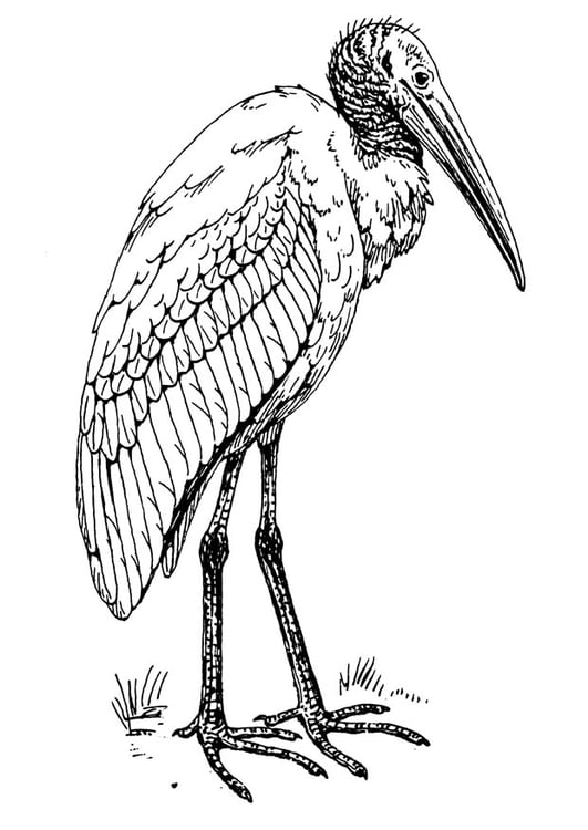 Disegno da colorare ibis