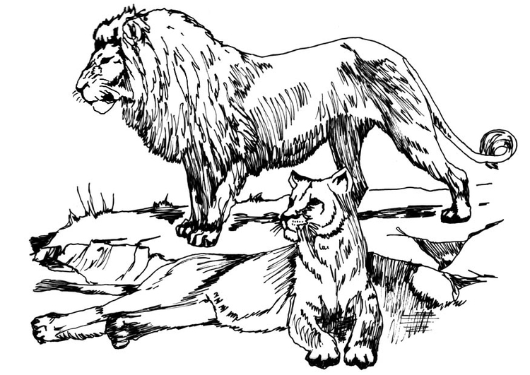 Disegno da colorare leone e leonessa