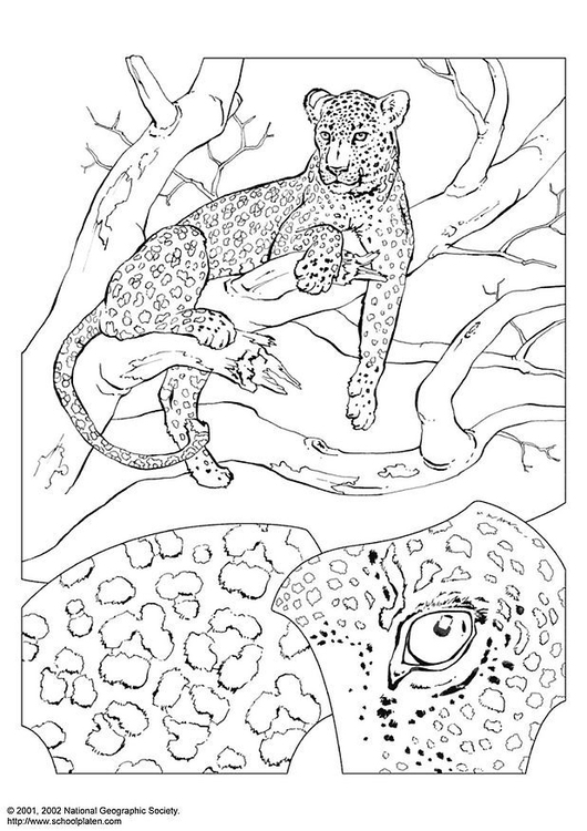 Disegno da colorare leopardo