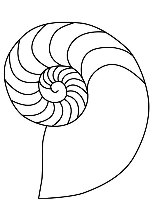 mollusco nautilus