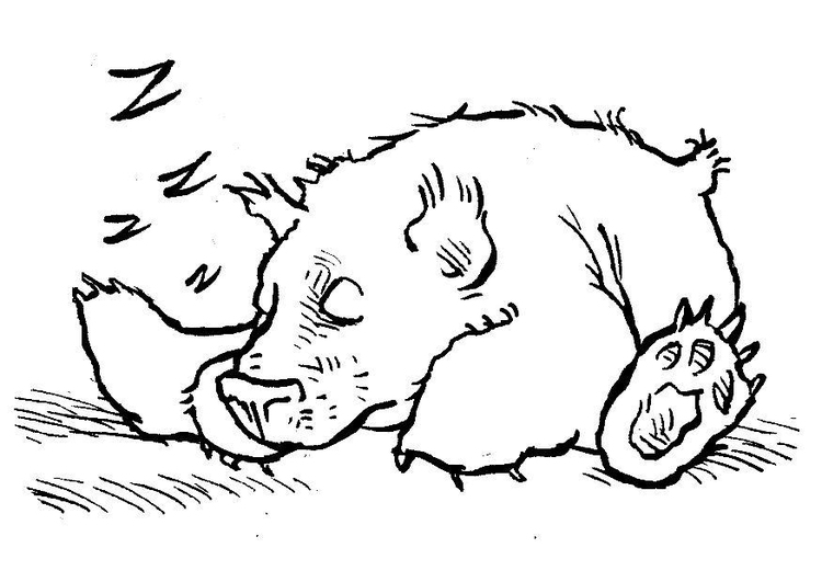 Disegno da colorare orso che dorme
