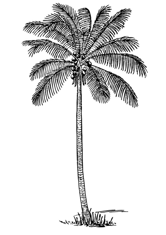 Disegno da colorare palma di cocco