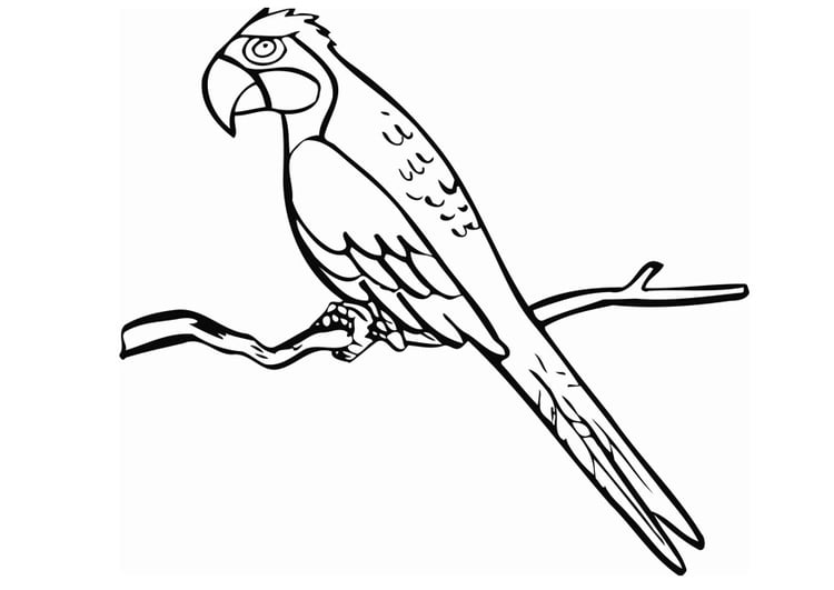 Disegno da colorare pappagallo
