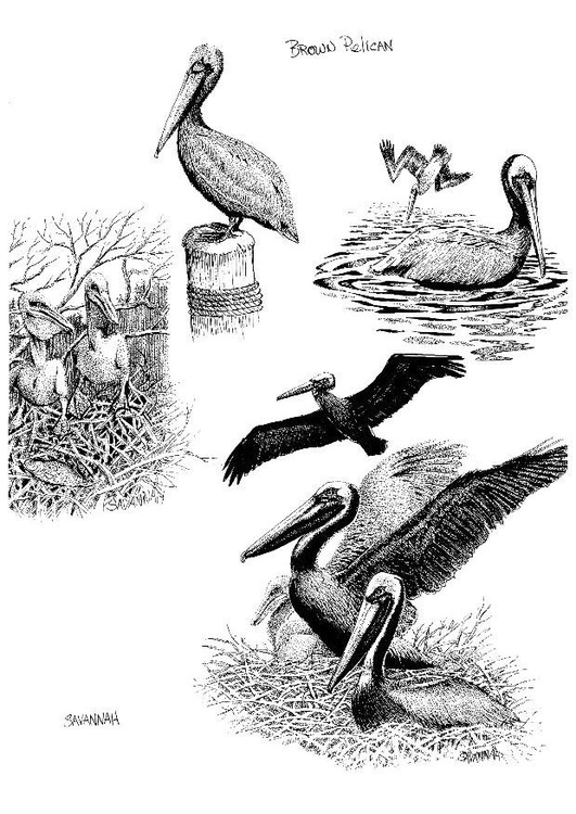 Disegno da colorare pelicano