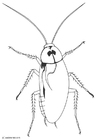 Disegni da colorare scarafaggio
