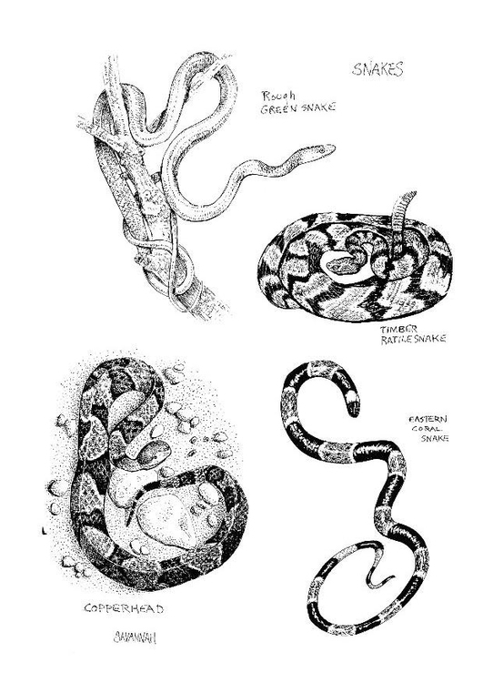 Disegno da colorare serpenti