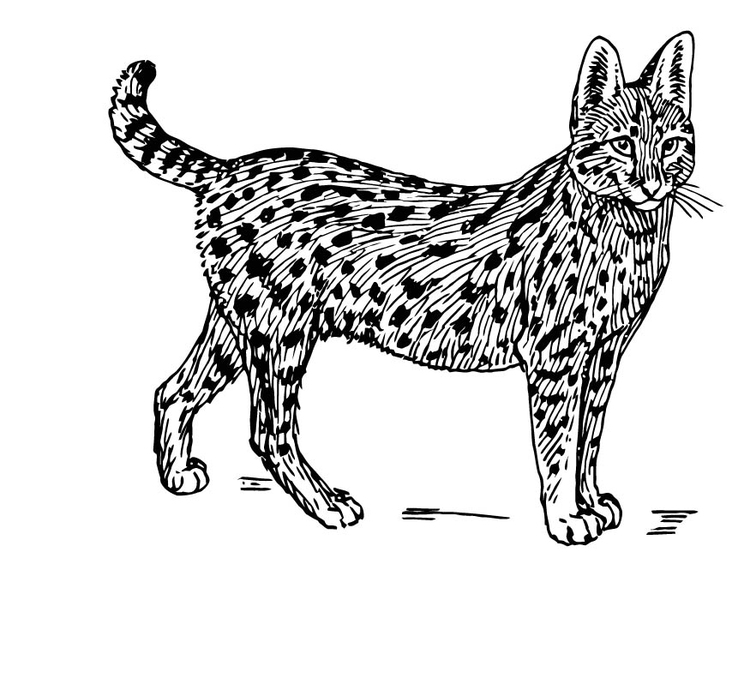 Disegno da colorare serval