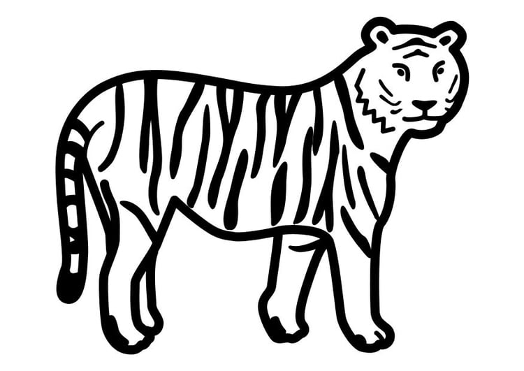 Disegno da colorare tigre ferma