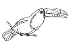 Disegni da colorare uccello - tucano