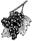 Disegni da colorare uva