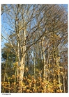 Foto alberi - autunno