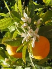 Foto arancio in fiore