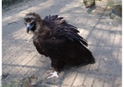 Foto avvoltoio