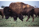 Foto bizonte americano