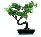 Foto bonsai