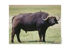 Foto buffala