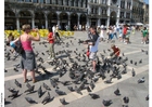 Foto dare da mangiare ai piccioni in Piazza San Marco