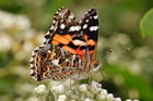 Foto farfalla - painted lady australiana