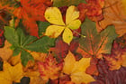 Foto foglie autunnali