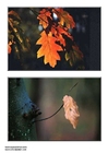 Foto foglie d'autunno