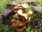 Foto funghi