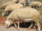 Foto pecore