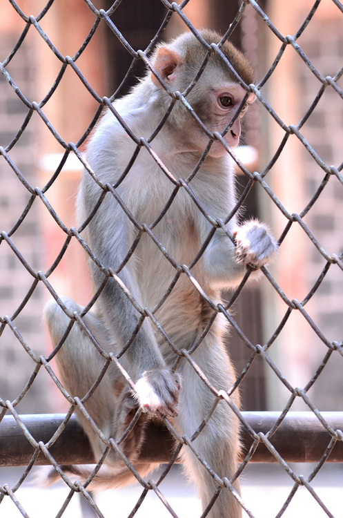 Foto scimmia in cattivitÃ 