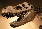 Foto Tirannosauro