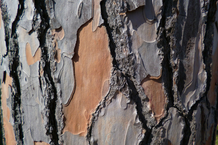 Foto tronco d'albero