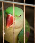 Foto uccello in cattività