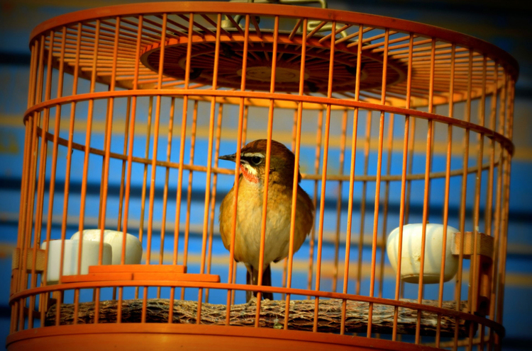 Foto uccello in gabbia - cattivitÃ 