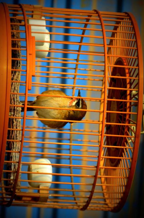 uccello in gabbia - cattivitÃ 