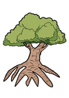 immagini albero