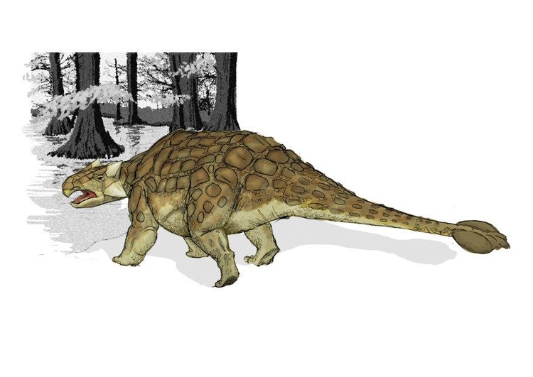 immagine Ankylosauro