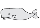 immagini balena