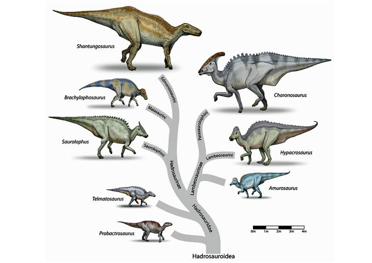 immagine evoluzione del dinosauro