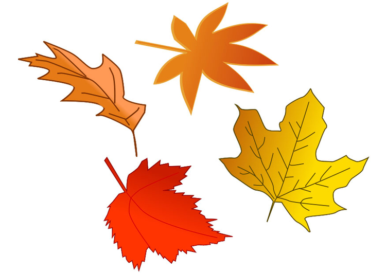 immagine foglie d'autunno