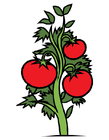 immagini pianta di pomodori