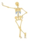 immagini scheletro