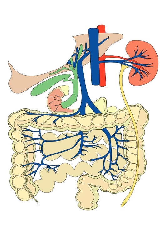 immagine sistema digestivo